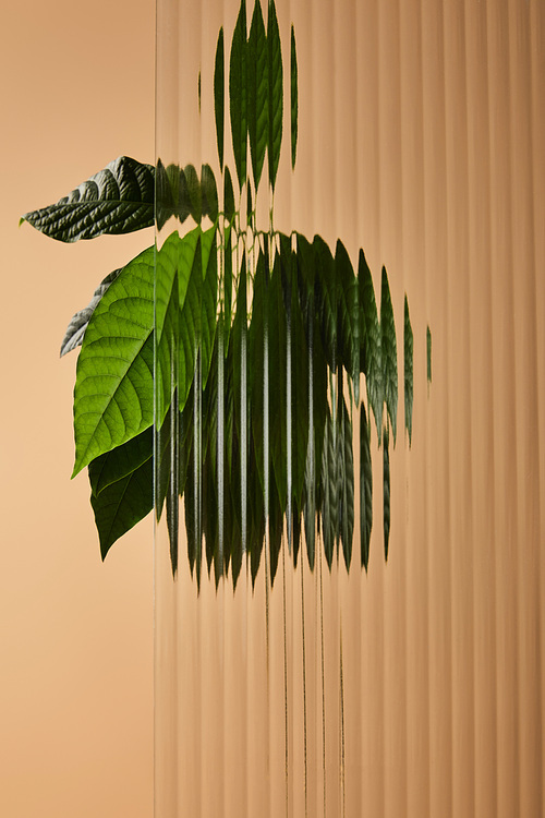 leaves of avocado tree behind reed glass isolated on beige