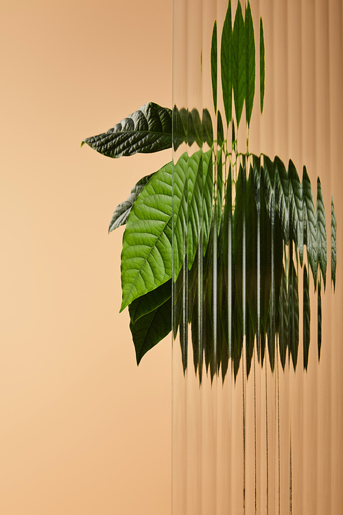 green leaves of plant behind reed glass isolated on beige
