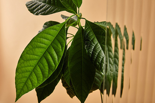 close up view of green leaves of avocado tree behind reed glass isolated on beige