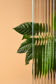 big leaves of plant behind reed glass isolated on beige