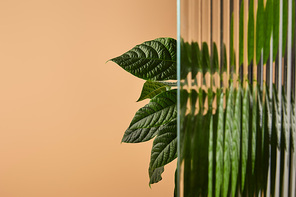 leaves in shadow behind reed glass isolated on beige