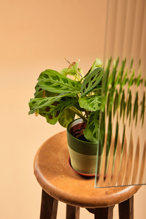 high angle view of plant on flowerpot on wooden bar stool behind reed glass isolated on beige