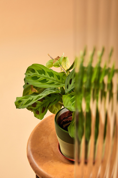 selective focus of green plant in flowerpot on wooden stool isolated on beige behind reed glass
