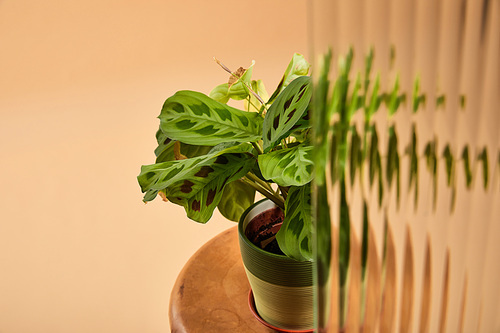selective focus of plant in flowerpot on wooden stool isolated on beige behind reed glass