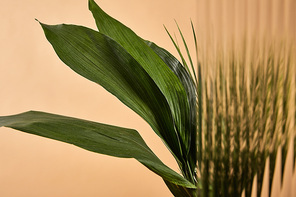 selective focus of big green leaves isolated on beige behind reed glass