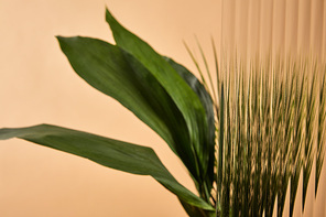 selective focus of reed glass in front of big green leaves isolated on beige