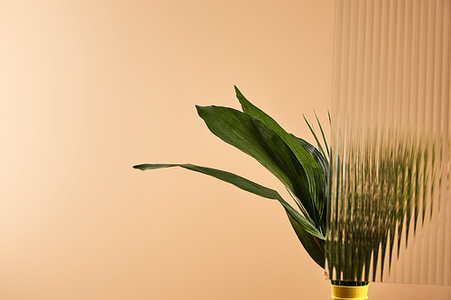 plant with big leaves in yellow vase isolated on beige