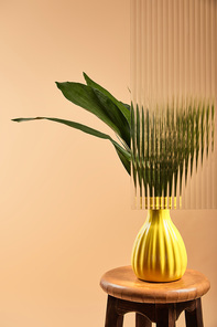 green leaves of plant in yellow vase isolated on beige behind reed glass