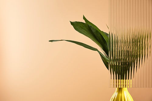 green leaves of plant in yellow pot behind reed glass isolated on beige
