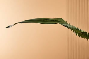 one big green leaf isolated on beige behind reed glass