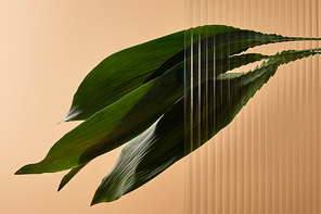 green leaves isolated on beige behind reed glass
