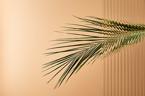 palm tree leaf isolated on beige behind reed glass