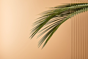 palm tree leaves isolated on beige behind reed glass