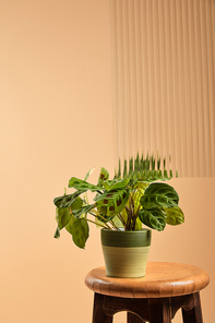 beautiful green plant in flowerpot on wooden high chair behind reed glass