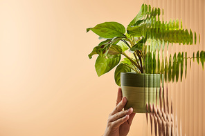 cropped view of adult holding flowerpot with plant behind reed glass isolated on beige