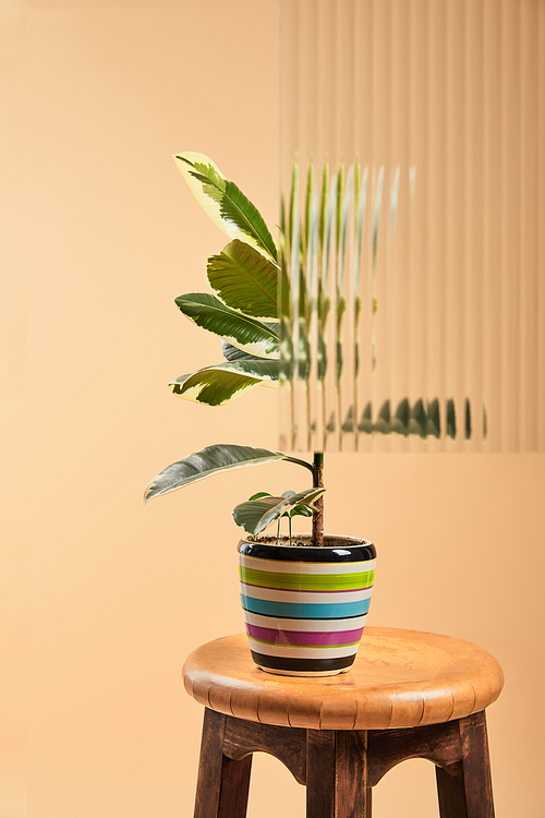 plant with light green leaves in colorful flowerpot on wooden bar stool behind reed glass