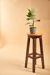 plant with light green leaves in colorful flowerpot on wooden bar stool on beige background behind reed glass
