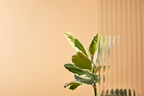 selective focus plant leaves isolated on beige behind reed glass