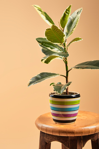 plant with light green leaves in colorful flowerpot on wooden bar stool isolated on beige