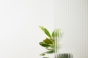 plant with light green leaves on white background behind reed glass