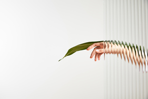 cropped view of woman holding green leaf on white background behind reed glass
