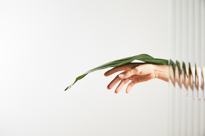 cropped view of woman holding green leaf on white behind reed glass