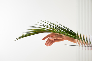 cropped view of woman holding palm tree leaf on white background behind reed glass