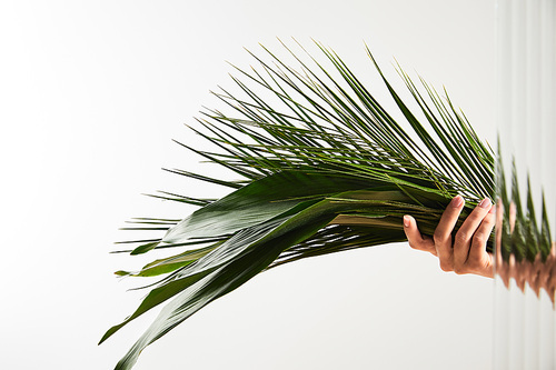 cropped view of woman holding palm tree and big green leaves on white background behind reed glass