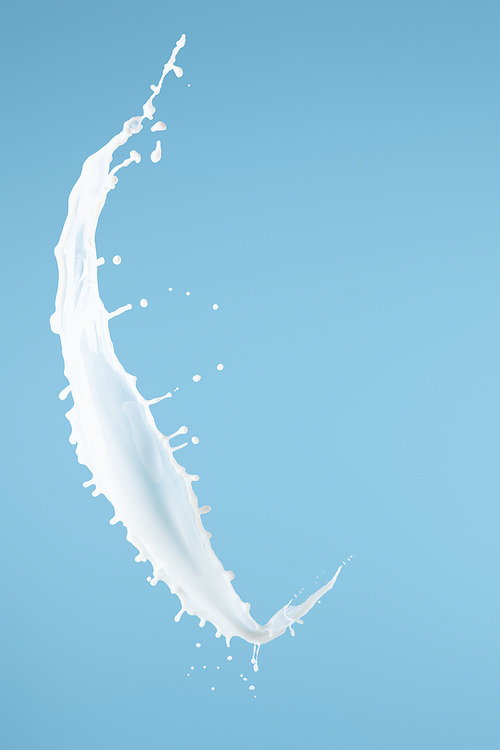 fresh white milk splash isolated on blue