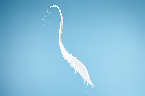 fresh white milk splash isolated on blue