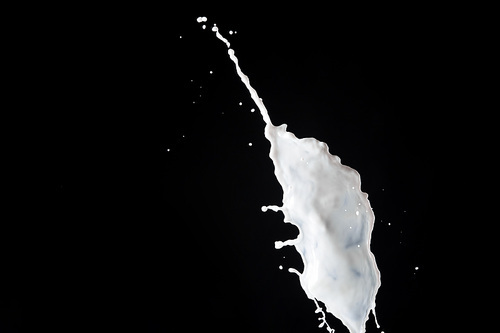 fresh white milk splash isolated on black