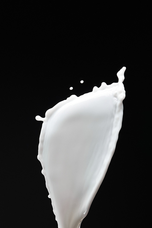 fresh white milk splash with drops isolated on black