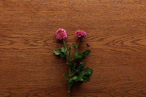 top view of blooming spring Chrysanthemums on wooden background