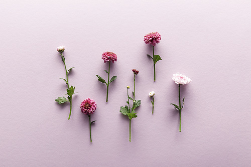 flat lay with blooming spring Chrysanthemums on violet background