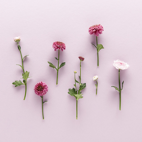 flat lay with blooming spring Chrysanthemums on violet background