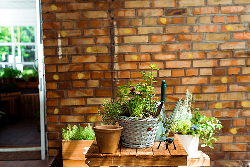 flowerpots with green plants on wooden table near brick wall