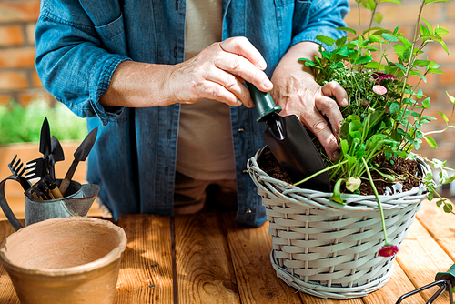 cropped view of senior woman holding shovel near plant