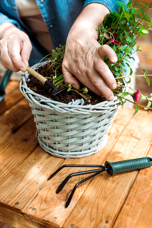 cropped view of senior woman holding rake near ground and green plant