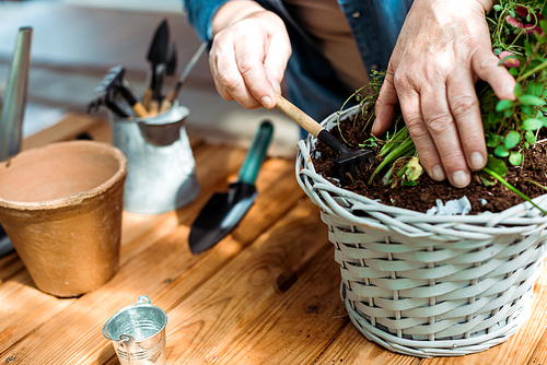 cropped view of retired woman holding rake near ground and green plant