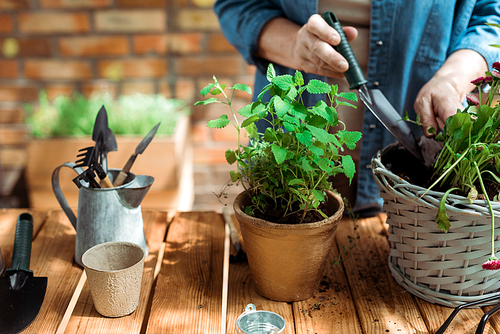 cropped view of retired woman holding shovel near flowerpot and plants