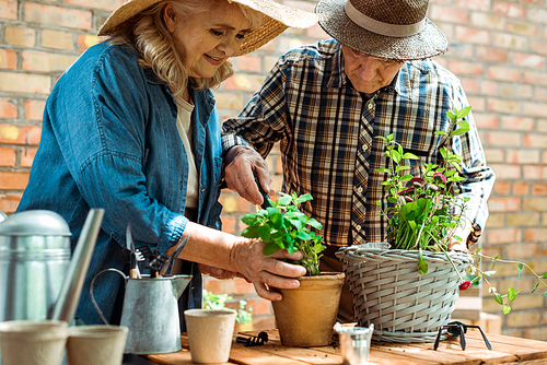 selective focus of senior woman and man in straw hats standing near green plants