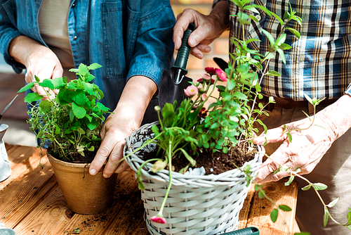 cropped view of senior woman and man standing near green plants