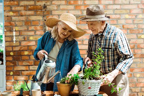 senior woman in straw hat watering green plants near husband