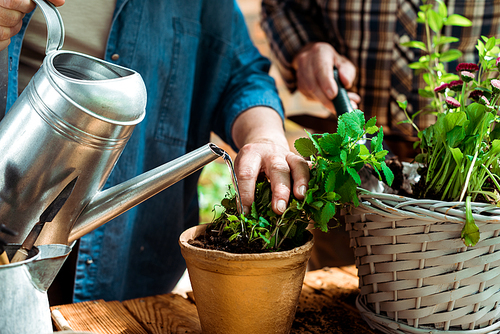 cropped view of senior woman watering plant near husband