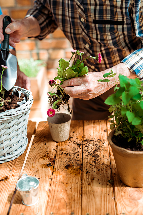 cropped view of senior man holding shovel near ground while holding plant