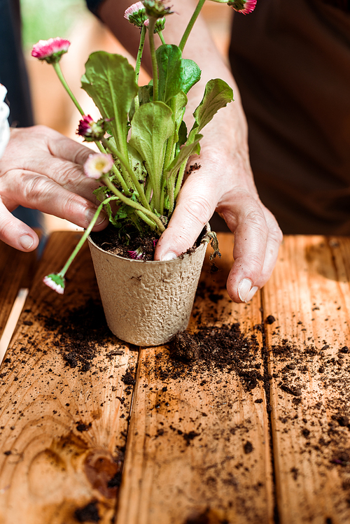 cropped view of senior man planting green plant in flowerpot