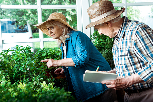 selective focus of senior woman pointing with finger at green plants near husband