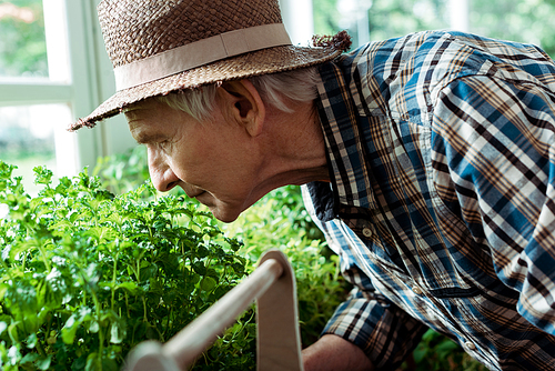 selective focus of retired man in straw hat smelling green plants