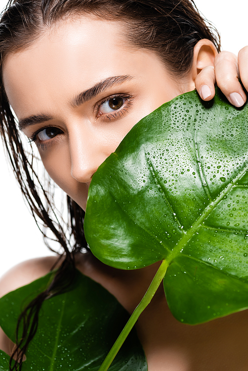 beautiful wet naked young woman holding green palm leaves with water drops isolated on white