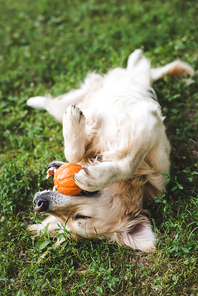 golden retriever playing with ball while lying on meadow